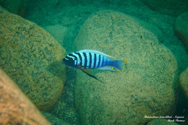 Maylandia fainzilberi 'Ngwasi'